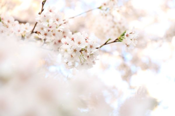 closeup photography white cherry blossoms closeup photography white cherry blossoms