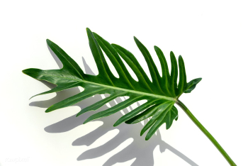 Closeup to fresh green Philodendron Xanadu leaf | Free photo - 2230195 Closeup to fresh green Philodendron Xanadu leaf | Free photo - 2230195