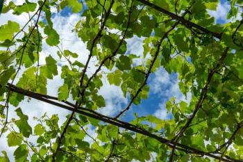 Cloudy Blue Sky Through Bright Green Leaves Cloudy Blue Sky Through Bright Green Leaves