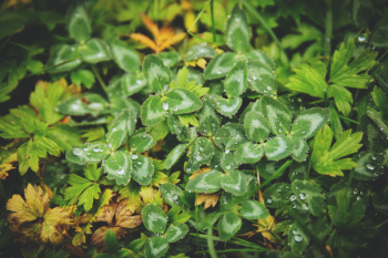 Clover Clover