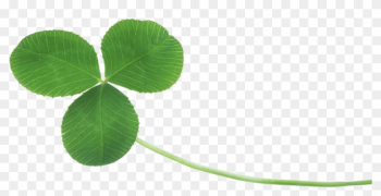 Clover - 3 Leaf Clover Clover - 3 Leaf Clover