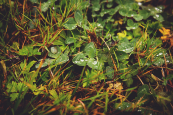 Clover in the grass Clover in the grass