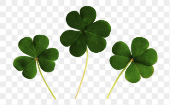 Clover leaf png sticker, | Free PNG - rawpixel Clover leaf png sticker, | Free PNG - rawpixel