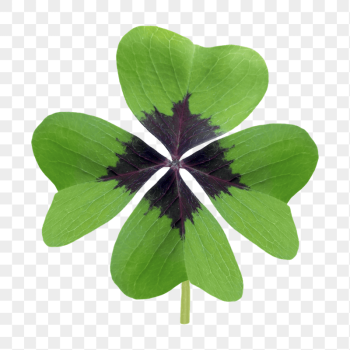 Clover leaf png sticker, | Free PNG - rawpixel Clover leaf png sticker, | Free PNG - rawpixel