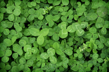 clover patch.jpg clover patch.jpg