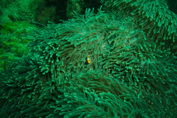 Clown Fish Hiding Inside An Aquatic Plant Clown Fish Hiding Inside An Aquatic Plant