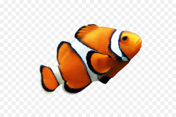 Clownfish Coral reef fish Angelfish Clip art - fish Clownfish Coral reef fish Angelfish Clip art - fish