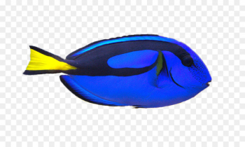 Clownfish Palette surgeonfish Yellow tang Clip art - Yellow Clownfish 