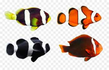 Clownfish Tropical fish Coral reef fish - Tropical Fish 