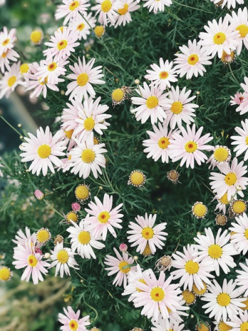Cluster Of Daisies Cluster Of Daisies