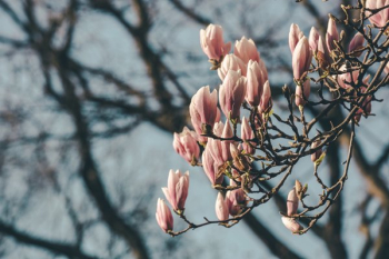 Cluster Of Magnolia Blooms Cluster Of Magnolia Blooms