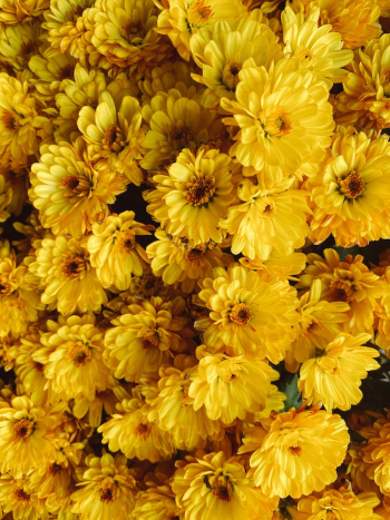 Cluster of Yellow Flowers in Bloom