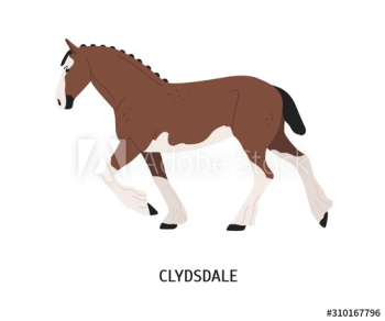 Clydesdale horse flat vector illustration Clydesdale horse flat vector illustration