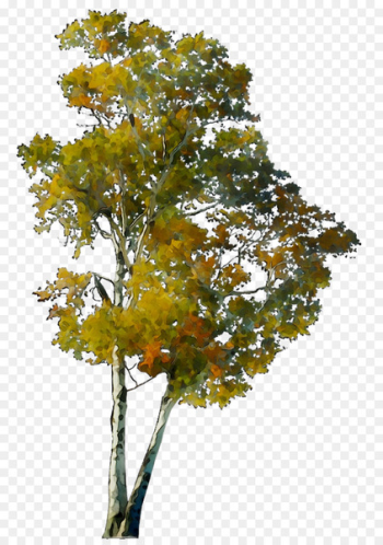 CO.OPMART Shrub Plane trees Leaf - CO.OPMART Shrub Plane trees Leaf -