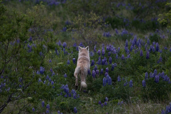 Coastal wolf background. Original public | Free Photo - rawpixel