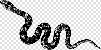 Cobra Images · Pixabay · Download Free Pictures Cobra Images · Pixabay · Download Free Pictures