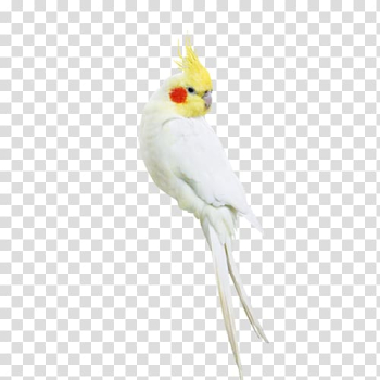 Cockatiel Amazon parrot White cockatoo, White parrot transparent background PNG clipart