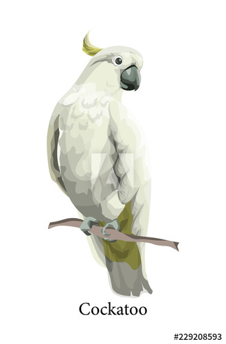 Cockatoo parrot wild exotic bird in realistic style Cockatoo parrot wild exotic bird in realistic style