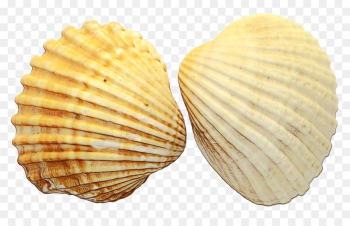 Cockle, Clam, Oyster PNG Cockle, Clam, Oyster PNG