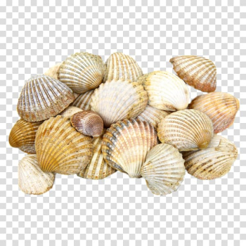 Cockle Seashell Light Clam, Scallop shell transparent background PNG clipart Cockle Seashell Light Clam, Scallop shell transparent background PNG clipart