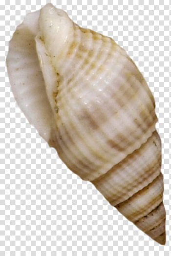 Cockle Seashell Mussel Shellfish, Seashells transparent background PNG clipart Cockle Seashell Mussel Shellfish, Seashells transparent background PNG clipart
