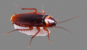 Cockroach PNG High-Quality Image