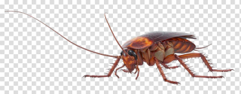 Cockroach PNG Pic