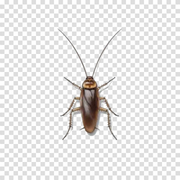 Cockroach Transparent Image