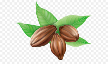 Cocoa bean Theobroma cacao Clip art - Cocoa Beans PNG Clipart Picture 