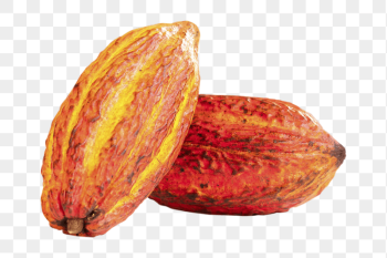 Cocoa beans png sticker, transparent | Free PNG - rawpixel