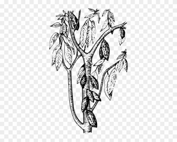 Cocoa Tree Coloring Page