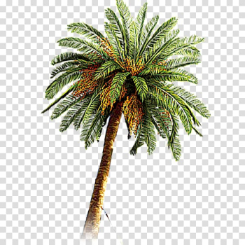 Coconut Arecaceae Date palm, tree transparent background PNG clipart Coconut Arecaceae Date palm, tree transparent background PNG clipart