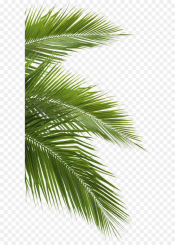 Coconut Arecaceae Leaf White - jungle 