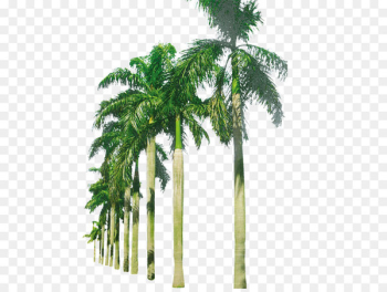 Coconut Arecaceae - Palm beach 