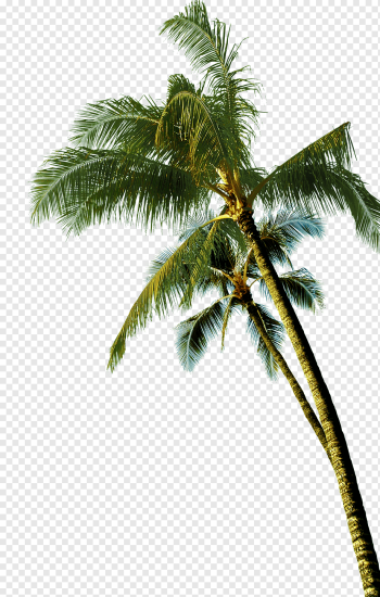 Coconut Asian palmyra palm Tree, coconut tree, green coconut tree, leaf, tree Branch, branch png