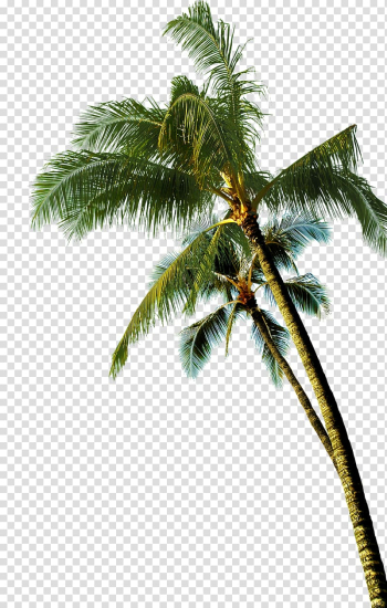 Coconut Asian palmyra palm Tree, coconut tree, green coconut tree transparent background PNG clipart