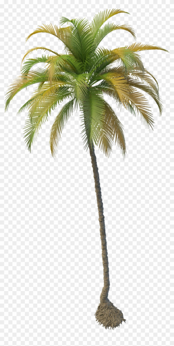 Coconut Clipart House - Coconut Tree Png File Coconut Clipart House - Coconut Tree Png File