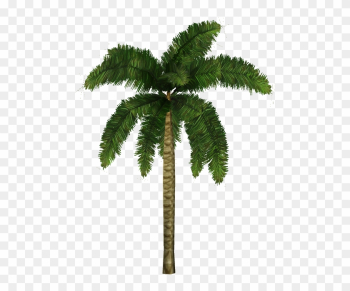 Coconut Palm - Zt2 Palm Tree