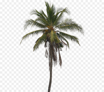 Coconut Tree Arecaceae Clip art - Coconut Tree PNG Pic Coconut Tree Arecaceae Clip art - Coconut Tree PNG Pic