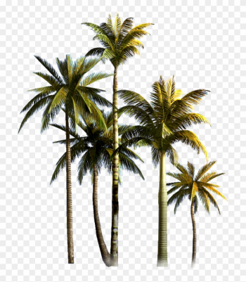 Coconut Tree Asian Palmyra Palm Euclidean Vector - Palm Tree Png