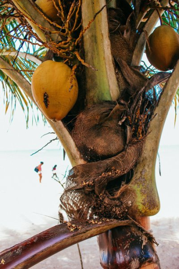 Coconut Tree Closeup Coconut Tree Closeup
