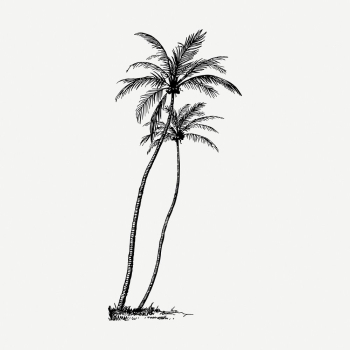 Coconut tree drawing, vintage botanical | Free PSD - rawpixel Coconut tree drawing, vintage botanical | Free PSD - rawpixel