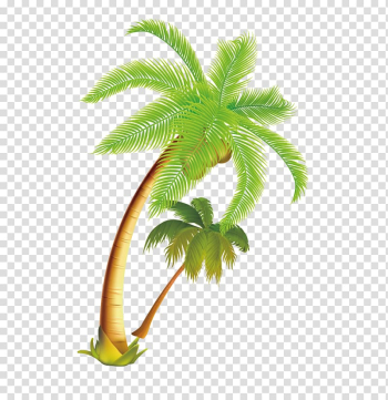 Coconut tree illustration, Arecaceae Coconut Tree, Tropical coconut tree material transparent background PNG clipart