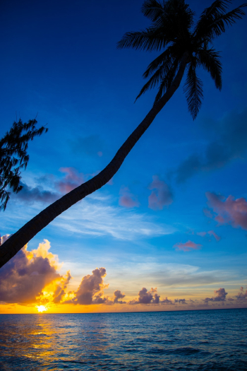 Coconut Tree in Beach during Golden Hour Coconut Tree in Beach during Golden Hour