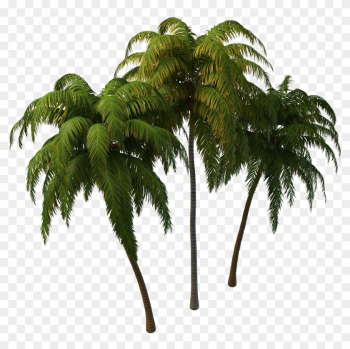 Coconut Tree Png Images Transparent Free Download - Coconut Tree Png