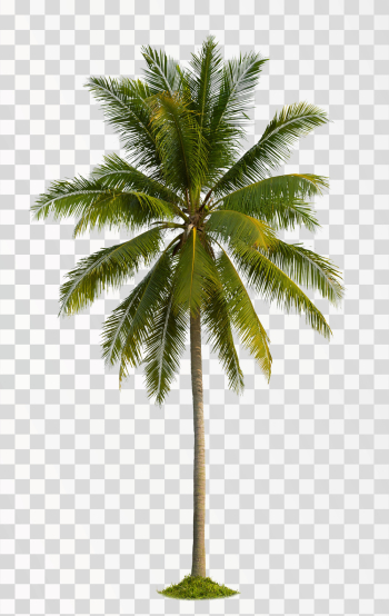 Coconut tree PNG transparent background