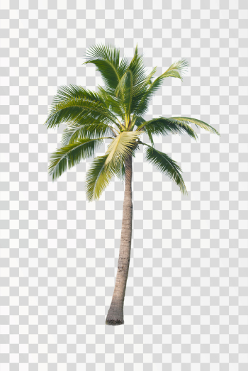 Coconut tree PNG transparent background