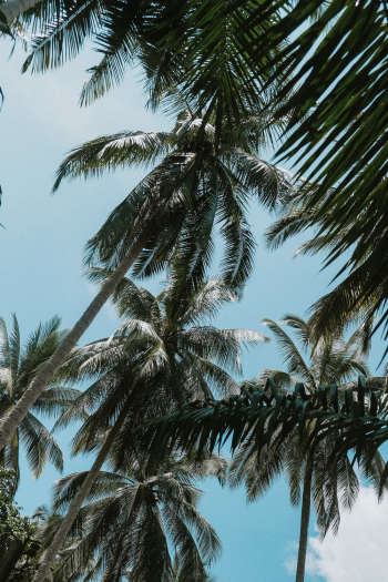 Coconut Trees
