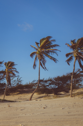 Coconut Trees on Brown Soil Under Blue Sky Coconut Trees on Brown Soil Under Blue Sky
