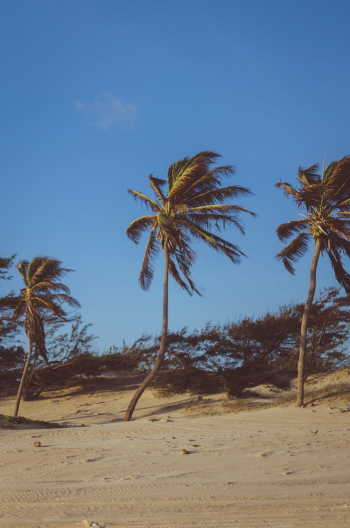 Coconut Trees on Brown Soil Under Blue Sky